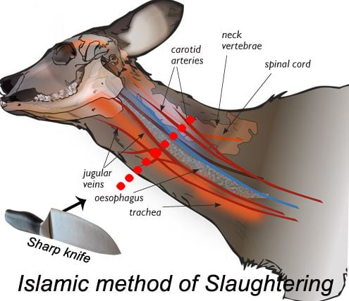 Halal meat slaughter